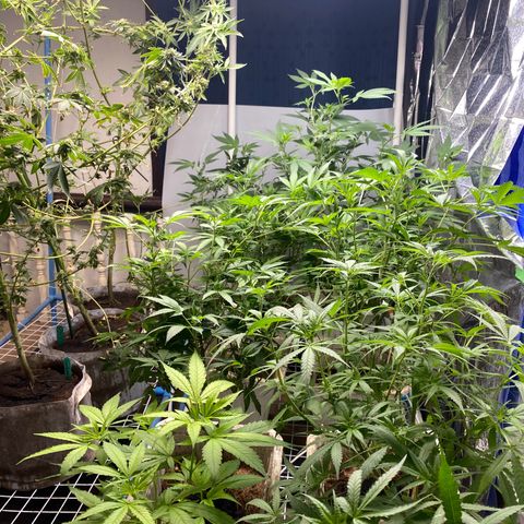 Drippin’ Ain’t Eazy 12/04 growlog timeline photo