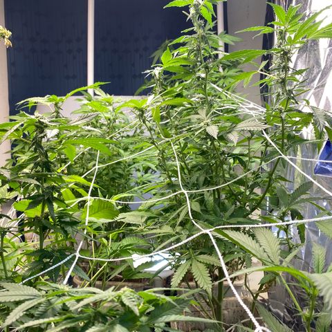 Drippin’ Ain’t Eazy 12/04 growlog timeline photo