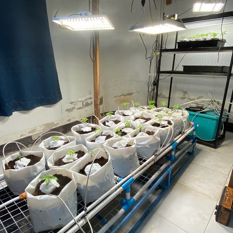 Drippin in Heat growlog timeline photo