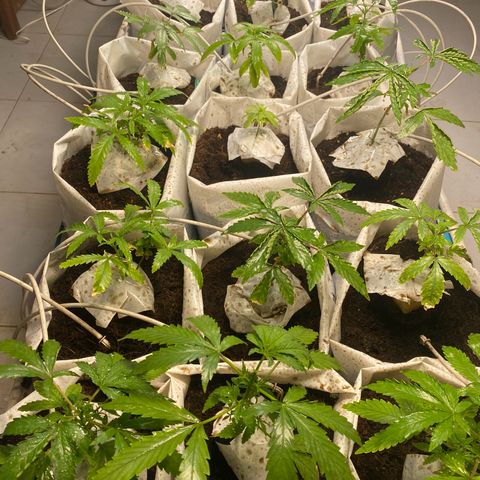 Drippin in Heat growlog timeline photo