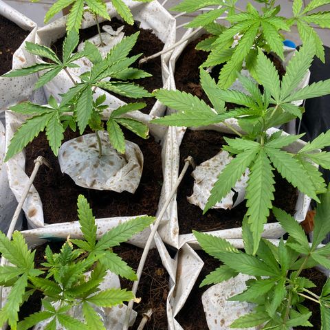 Drippin in Heat growlog timeline photo
