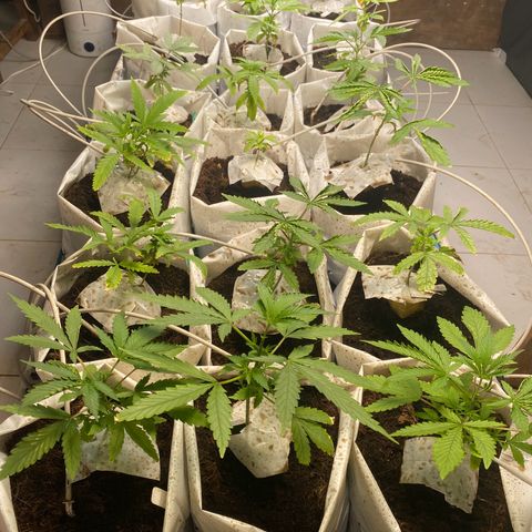 Drippin in Heat growlog timeline photo