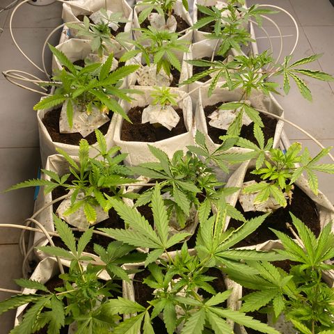 Drippin in Heat growlog timeline photo