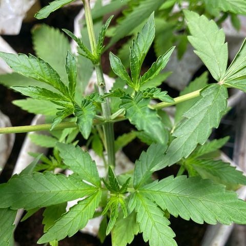 Drippin in Heat growlog timeline photo