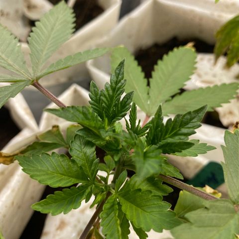 Drippin in Heat growlog timeline photo