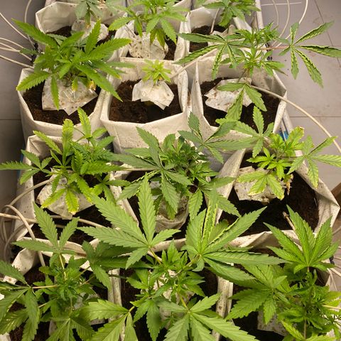 Drippin in Heat growlog timeline photo