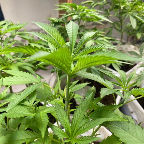 Drippin in Heat growlog timeline photo