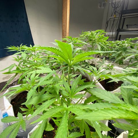 Drippin in Heat growlog timeline photo
