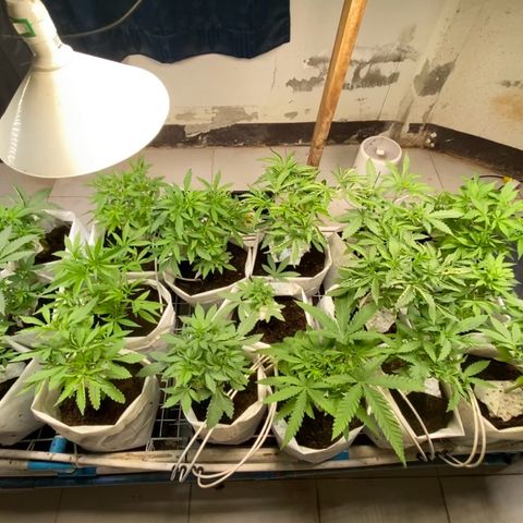Drippin in Heat growlog timeline photo