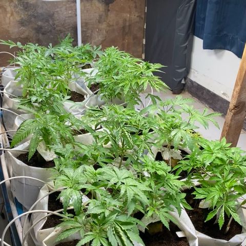 Drippin in Heat growlog timeline photo