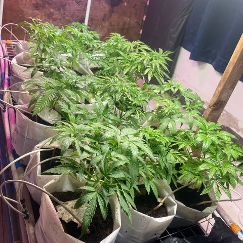 Drippin in Heat growlog timeline photo