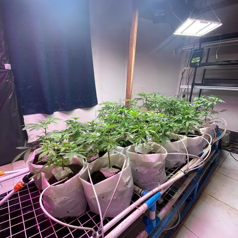 Drippin in Heat growlog timeline photo