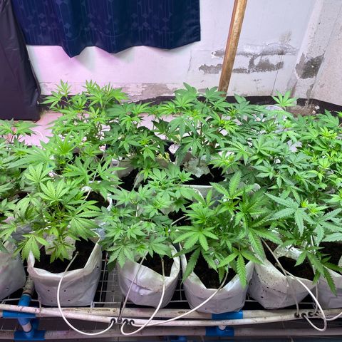 Drippin in Heat growlog timeline photo