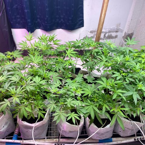 Drippin in Heat growlog photo: Stem rot on a rotten cheeze! I think is due to running out of h2o2 