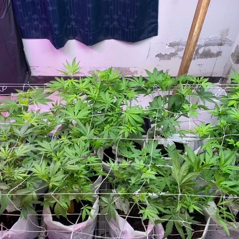 Drippin in Heat growlog photo: Bx still 40 trying to stim to get them eating 
