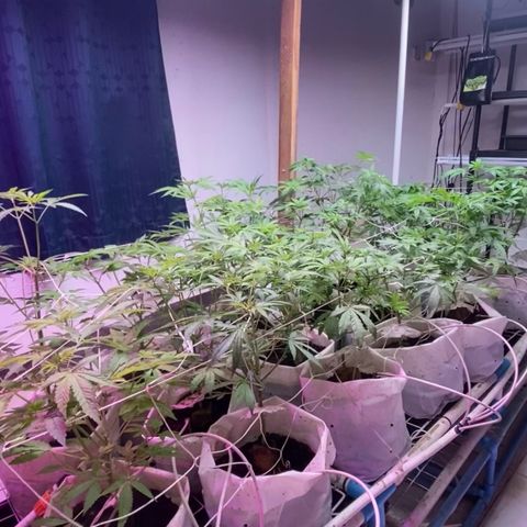 Drippin in Heat growlog timeline photo