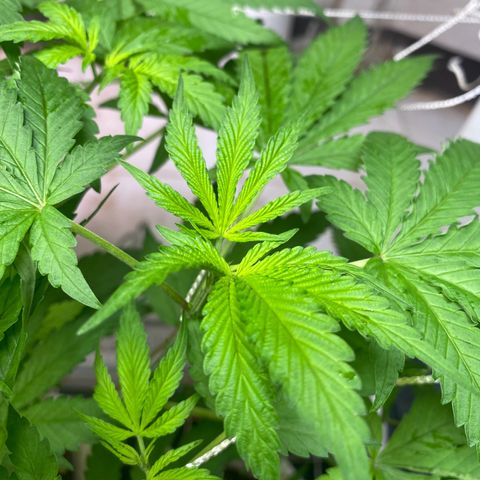Drippin in Heat growlog timeline photo