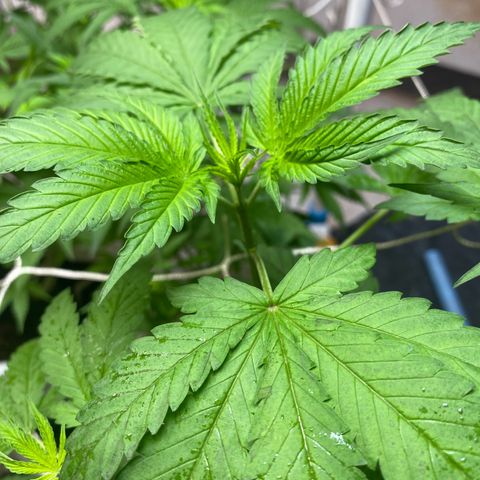 Drippin in Heat growlog timeline photo