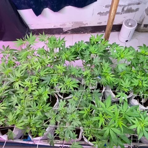 Drippin in Heat growlog timeline photo