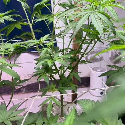 Drippin in Heat growlog timeline photo