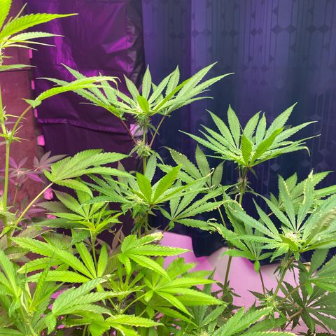 Drippin in Heat growlog timeline photo