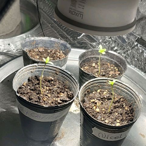 Nicol Punch #2 growlog timeline photo