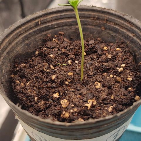 Nicol Punch #1 growlog timeline photo