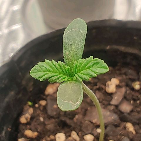 Nicol Punch #2 growlog timeline photo
