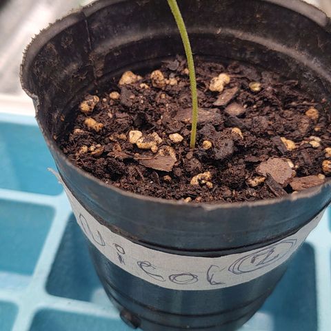 Nicol Punch #2 growlog timeline photo