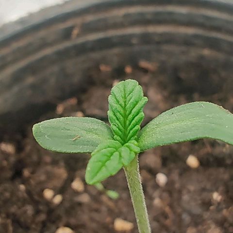 Nicol Punch #2 growlog timeline photo
