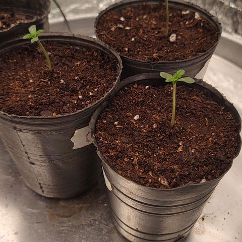 Nicol Punch #2 growlog timeline photo
