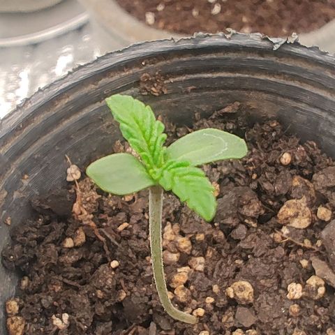 Nicol Punch #2 growlog timeline photo