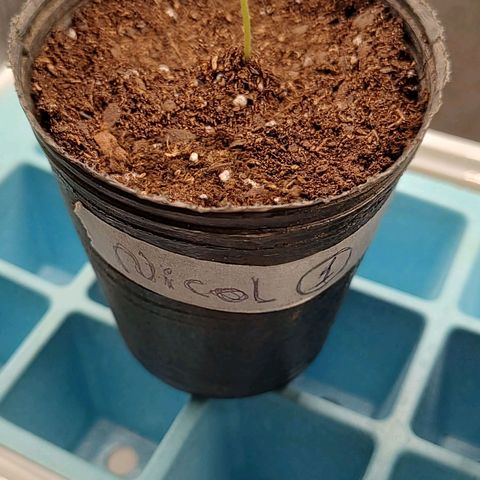 Nicol Punch #1 growlog timeline photo