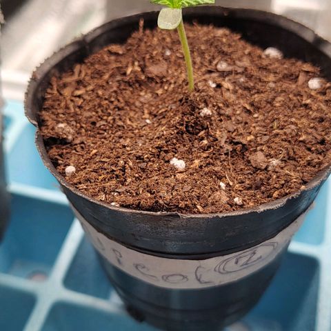 Nicol Punch #2 growlog timeline photo