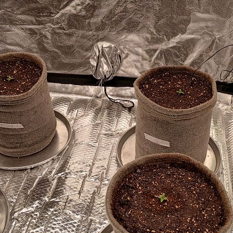 Nicol Punch #1 growlog timeline photo