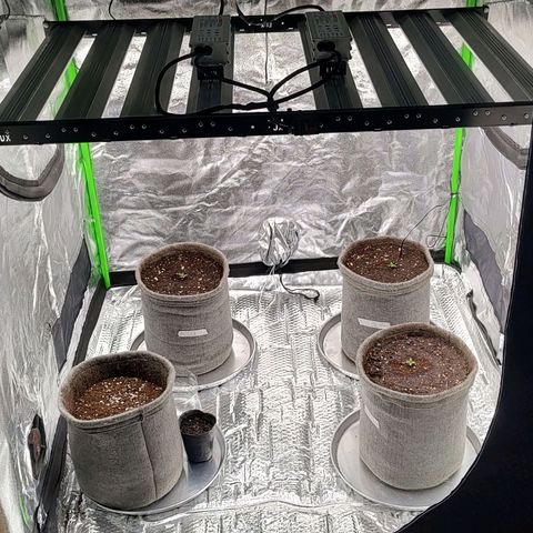 Nicol Punch #2 growlog timeline photo