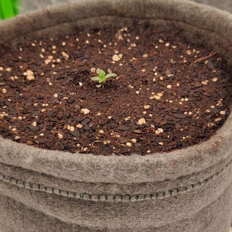 Nicol Punch #1 growlog timeline photo