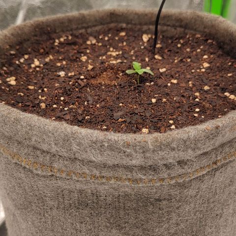 Nicol Punch #2 growlog timeline photo