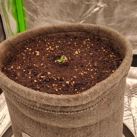 Nicol Punch #1 growlog timeline photo