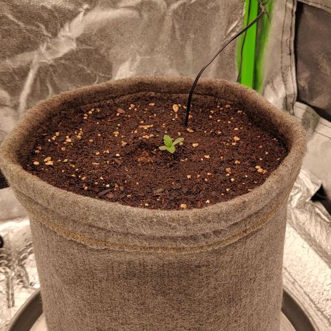 Nicol Punch #1 growlog timeline photo