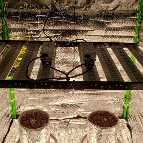 Nicol Punch #2 growlog timeline photo