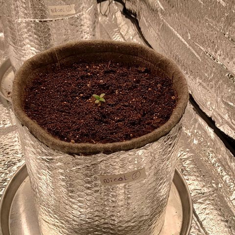 Nicol Punch #1 growlog timeline photo