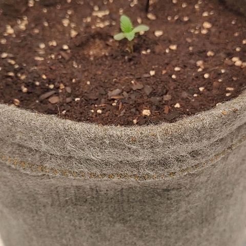 Nicol Punch #2 growlog timeline photo