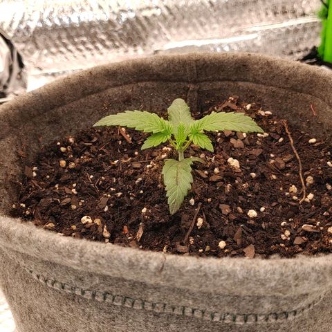Nicol Punch #1 growlog timeline photo