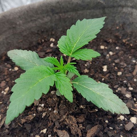 Nicol Punch #1 growlog timeline photo