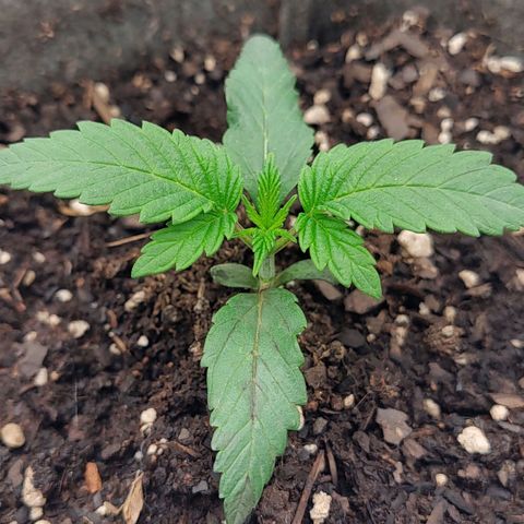 Nicol Punch #2 growlog timeline photo