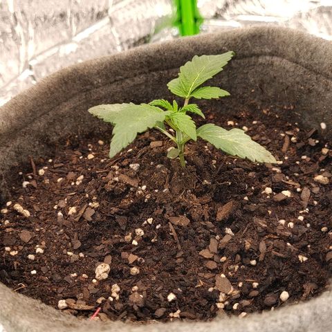 Nicol Punch #2 growlog timeline photo