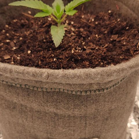Nicol Punch #1 growlog timeline photo