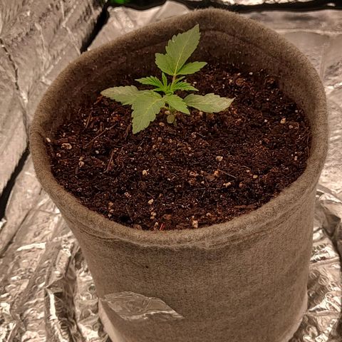 Nicol Punch #2 growlog photo: Estado: Desarrollo foliar activo, color verde óptimo.
Acción: Aplicación preventiva Eco Mambo (algodón).
Riego: Control según sustrato (seco al tacto).
Ventilación: Ciclos (10/20min).
Hito: Próximo objetivo poda apical (4to nudo).