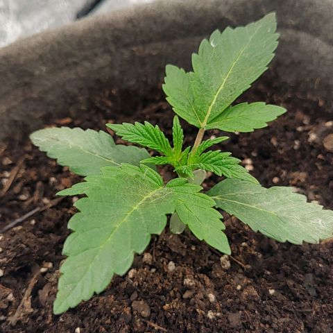 Nicol Punch #2 growlog photo: Estado: Desarrollo foliar activo, color verde óptimo.
Acción: Aplicación preventiva Eco Mambo (algodón).
Riego: Control según sustrato (seco al tacto).
Ventilación: Ciclos (10/20min).
Hito: Próximo objetivo poda apical (4to nudo).